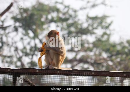 Monkey est assis sur une grille métallique et mange une banane Banque D'Images