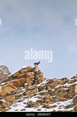 Himalayan Ibex (Capra sibirica hemalayanus), vallée de l'Ulley. Ladakh, Himalaya, Inde Banque D'Images