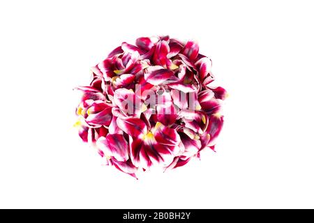 Forme ronde pleine en feuilles de tulipe de couleur magenta isolées sur fond blanc. Bouquet de fleurs abstraites. Banque D'Images