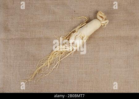 Ginseng, gros plan Banque D'Images