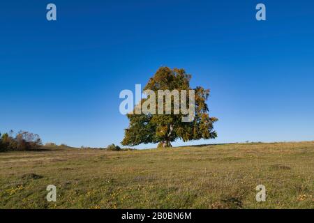 Hêtre Commun (Fagus Sylvatica) Hêtre Pastré, Réserve De Biosphère Alb Swabian, Site Classé Au Patrimoine Mondial De L'Unesco, Bade-Wuerttemberg, Allemagne Banque D'Images