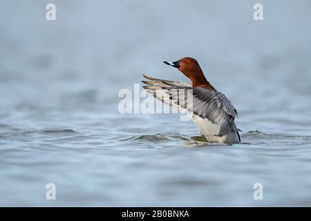 Canard de Pochard (Aythya ferina), homme étirant ses ailes dans l'eau, Cambridgeshire, Angleterre, Royaume-Uni Banque D'Images