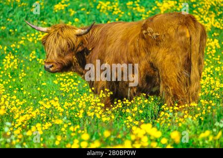 Vue latérale d'un adulte Highland Red Cow originaire d'Écosse Highlands, assis dans un champ fleuri au printemps en Norvège. Banque D'Images