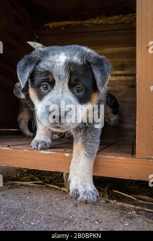 Chiot australien chien de bétail de six semaines. Banque D'Images