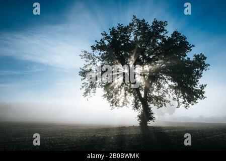 Seul olivier dans l'état ensoleillé de la brume au lever du soleil, dans le milieu naturel avec les rayons du soleil à travers la brume Banque D'Images