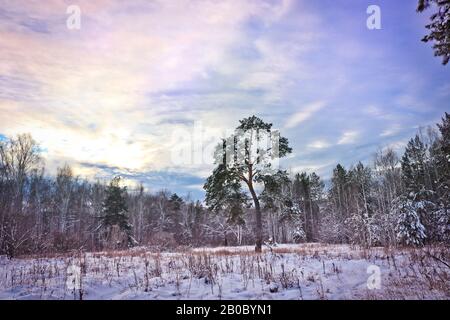 PIN incorrectement incurvé dans la forêt d'hiver. Banque D'Images