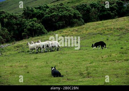 IRLANDE, PRÈS DE KILLARNEY, MANIFESTATION D'ÉLEVAGE DE MOUTONS, COLLIES FRONTALIÈRES (ANNEAU DE KERRY) Banque D'Images