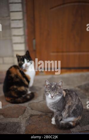 Deux chats neko maneki aux couleurs de pelage différentes dans la cour. Concentrez-vous sur le mignon petit chaton Banque D'Images