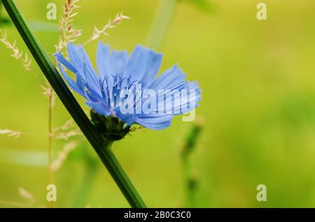 Bleu chicorée fleur qui s'épanouit dans la nature, floral background with copy space Banque D'Images