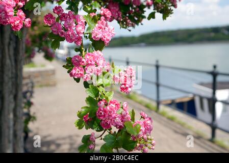 Arbre Hawthorne à fleurs roses Midland sur Bideford Quay, à côté de la rivière Torridge sur la piste Tarka/South West Coast Path, North Devon. Banque D'Images