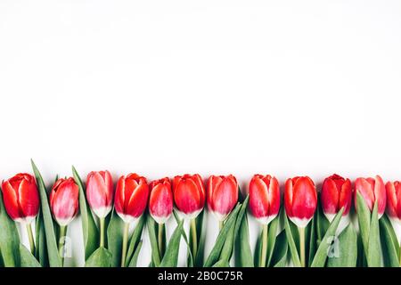 Tulipes roses et rouges dans une rangée sur un fond blanc isolé. Espace pour le texte Banque D'Images