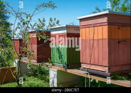 Ruches en bois colorées dans un verger avec ciel bleu Banque D'Images