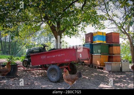 Konstancin-Jeziorna, Pologne - mai 2016 : scène de la ferme avec tracteur et remorque entourée de ruches en bois colorées dans un verger. Banque D'Images