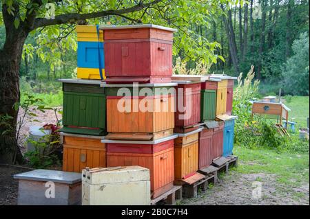 Pile de ruches en bois colorées dans un cadre verdoyant et verdoyant de verger Banque D'Images