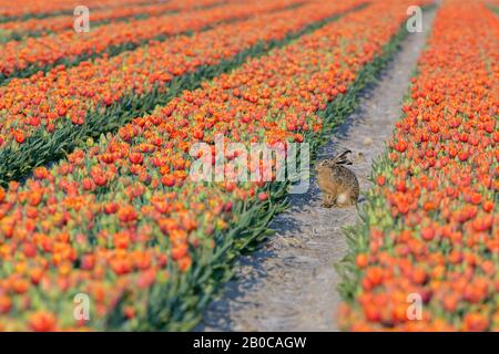 Un lièvre (lepus europaeus) est assis dans un champ de tulipe entre les rangées de fleurs et bénéficie du soleil au printemps aux Pays-Bas. Banque D'Images