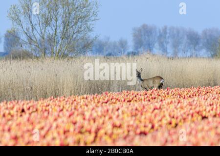 Un cerf (cervus elaphus) se tient au soleil entre roseau et un champ de tulipe avec des fleurs rouges et jaunes en fleurs. Banque D'Images