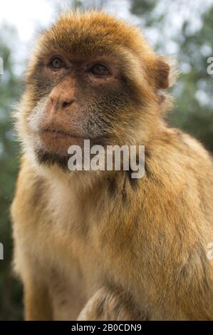 ROYAUME-UNI, GIBRALTAR, MACAQUE BARBARE (MACACA SYLVANUS), GROS PLAN Banque D'Images