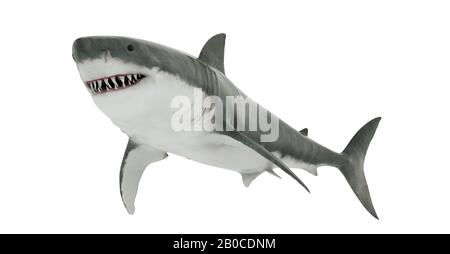 Grand Requin Blanc Isolé. Banque D'Images