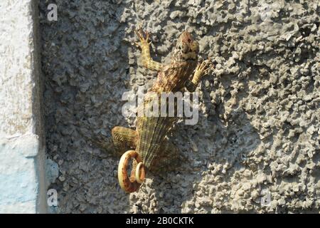 Lézard cubain à queue frisée Leiocephalus carinatus (appelé localement « Perrito de costa ») Banque D'Images