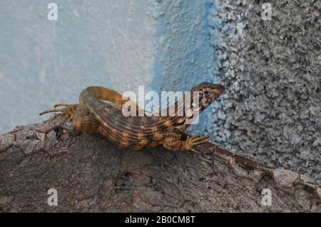 Lézard cubain à queue frisée Leiocephalus carinatus (appelé localement « Perrito de costa ») Banque D'Images