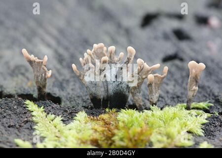 Xylaria hypoxylon, connu sous le nom de champignon candlestique ou de champignon candlesnuff, champignon sauvage de Finlande Banque D'Images