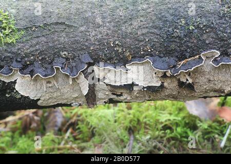 Dataronia mollis, connu sous le nom de mazegill commun, champignon de support sauvage de Finlande Banque D'Images