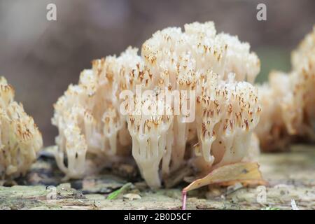 Artomyces pyxidatus, communément appelé corail de couronne ou champignon de corail à pointe de couronne, champignons sauvages de Finlande Banque D'Images
