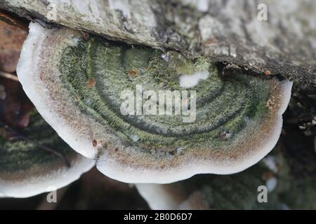 Cerrena unicolor, communément connu sous le nom de champignon de la polypore ou de la pourriture de la brume mossy, champignon de la patte sauvage de Finlande Banque D'Images