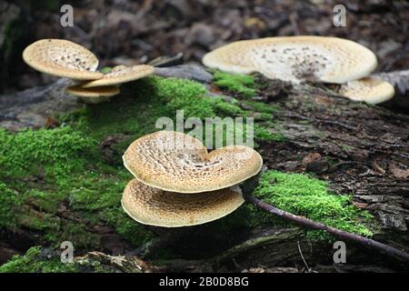 Cerioporus squamosus ( syn. Polyporus squamosus), est un champignon de la parenthèse basidiomycète, avec des noms communs incluant la selle de dryad et les um de dos de faisan Banque D'Images