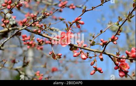 branches avec fleur rose d'un buisson de pomme sauvage Banque D'Images