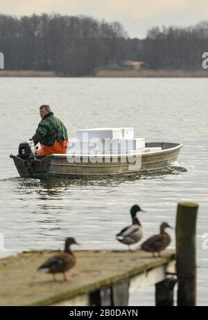 20 février 2020, Brandenburg, Groß Schauen: Laszlo Acz, pêcheur de la pêche Köllnitz, va avec sa barge, sur laquelle se tiennent les conteneurs remplis d'anguilles de verre, sur le Groß Schauener Voir. Le même jour, environ 375000 anguilles en verre ont été libérées dans leur nouvelle maison dans les eaux de la Groß Schauener Voir. Les petites anguilles en verre de trois ans ont fait un long voyage, elles ont été prises au large des côtes de France. Au moins 40 pour cent d'entre eux devraient retourner aux frayères de la mer de Sargasso dans le golfe du Mexique après 8 à 12 ans dans les eaux intérieures. Photo : Patrick Pleul/dpa-Zentralbild/ZB Banque D'Images