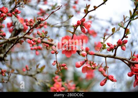 branches avec fleurs de fleurs et bourgeons d'un buisson de pomme sauvage Banque D'Images