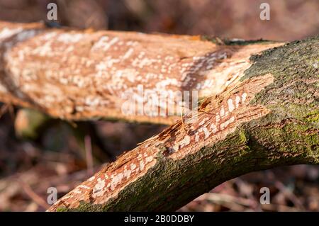 Le castor eurasien coupe sur l'arbre. Beaver endommagé. Traces de dents de castor sur un arbre gélifié Banque D'Images