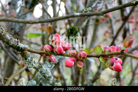 branches avec fleurs de fleurs et bourgeons d'un buisson de pomme sauvage Banque D'Images