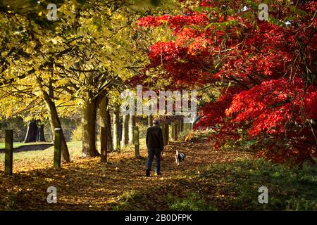 Âge de la retraite homme marchant chien de spaniel en automne part un jour ensoleillé Banque D'Images