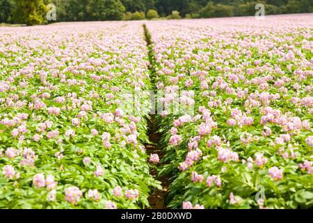 Fleurs roses violettes fleurs de pommes de terre en fleurs dans le champ, Sutton, Suffolk, Angleterre, Royaume-Uni Banque D'Images