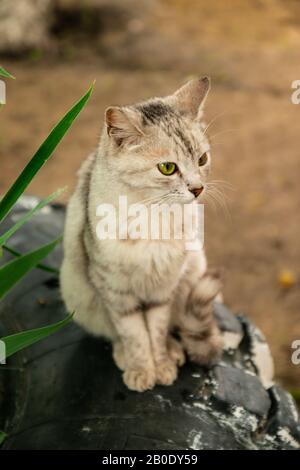 Joli chat gris-blanc rayé aux yeux verts se trouve sur un pneu en caoutchouc à l'extérieur Banque D'Images