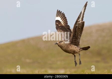 Super Skua décollage, Orkney Isles Banque D'Images