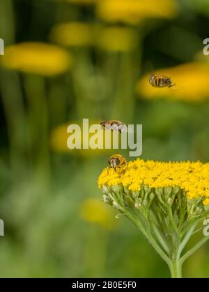 Le comportement courant d'Eristalis nemorum survole. Les mâles survolez les femelles au fur et à mesure qu'elles se nourrissent Banque D'Images