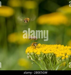 Le comportement courant d'Eristalis nemorum survole. Les mâles survolez les femelles au fur et à mesure qu'elles se nourrissent Banque D'Images