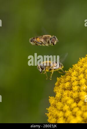 Le comportement courant d'Eristalis nemorum survole. Les mâles survolez les femelles au fur et à mesure qu'elles se nourrissent Banque D'Images