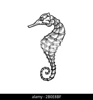 Esquisse vectorielle à base de cheval de mer et animal aquatique à fines lignes avec texture à éclosion de crayon. Oceanairum et faune tropicale de l'aquarium hippocampe, faune marine sous-marine, icône dessinée à la main isolée sur blanc Illustration de Vecteur