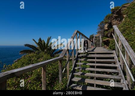 La Federation Cliff Walk, Dover Heights, Sydney. Il se trouve à cinq kilomètres à pied sur la falaise et offre une vue imprenable sur l'océan Pacifique, de Douvres Heights à Banque D'Images