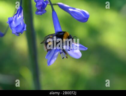 Buff Bumblebee (Bombus terretris) sur un Lilly bleu africain dans le soleil tôt le matin. Gros plan avec l'arrière-plan hors de la mise au point. Banque D'Images