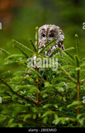 Tawny Owl - Strix aluco, magnifique des forêts et des bois d'Euroasian, République tchèque. Banque D'Images