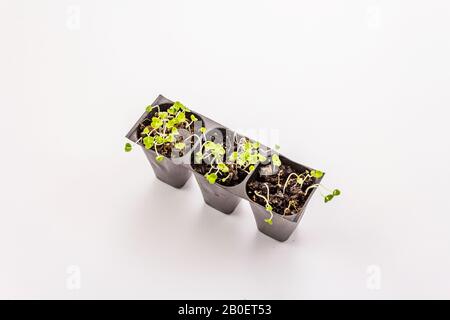 Plantules vertes basilic dans des plateaux en plastique isolés sur fond blanc. Prêt à planter dans un sol ouvert. Concept de soins aux plantes Banque D'Images
