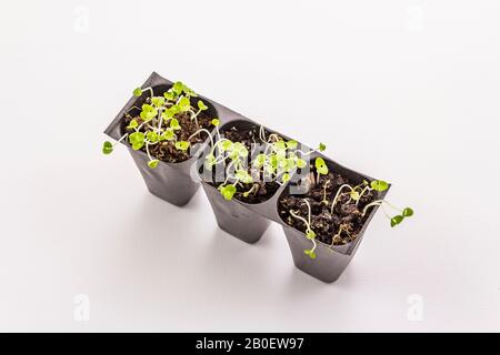 Plantules vertes basilic dans des plateaux en plastique isolés sur fond blanc. Prêt à planter dans un sol ouvert. Concept de soins aux plantes Banque D'Images