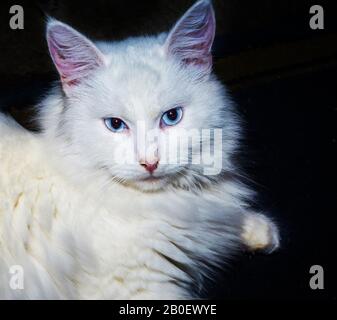 Joli Chat D Angora Blanc Doux Aux Yeux Bleus Photo Stock Alamy