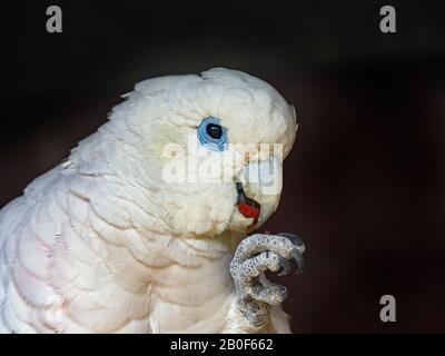 Solomons cocatoo, aussi connu sous le nom de cocatoo de Ducorp Cacatua ducorpsii Banque D'Images