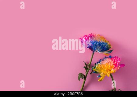 Variété de fleurs de printemps colorées sur fond rose. Espace de copie Banque D'Images